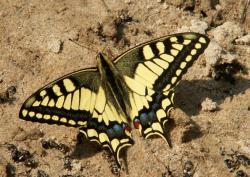 post-8942-0-53213700-1396149924_thumb.jp