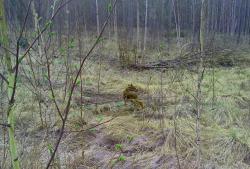 post-8942-0-66033300-1395808051_thumb.jp