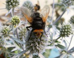 post-8942-0-66091900-1396149710_thumb.jp