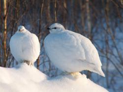 post-8942-0-91617100-1395638654_thumb.jp