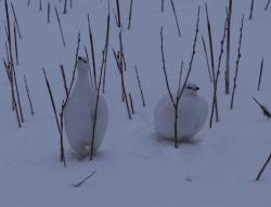 post-8942-0-95831500-1395638953_thumb.jp