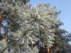 post-10462-0-04891100-1426603368_thumb.j