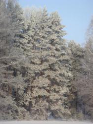 post-10462-0-07237400-1426603325_thumb.j