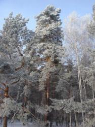 post-10462-0-20441100-1426603384_thumb.j