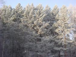 post-10462-0-58941600-1426603342_thumb.j