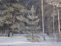 post-10462-0-94973400-1426603270_thumb.j