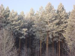 post-10462-0-97643400-1426603248_thumb.j