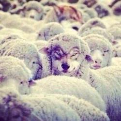 post-10547-0-38976300-1427558853_thumb.j