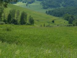 post-11805-0-64314300-1427805393_thumb.j