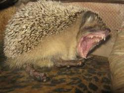 post-11805-0-78726500-1425656862_thumb.j