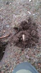 post-24203-0-23467200-1427823387_thumb.j