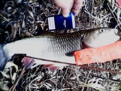 post-27393-0-02505100-1426949142_thumb.j