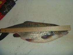 post-27393-0-32637400-1426949186_thumb.j