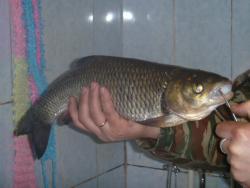 post-27393-0-63005600-1426949167_thumb.j