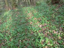 post-27737-0-24785600-1425208949_thumb.j