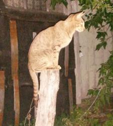 post-27784-0-06450700-1427197535_thumb.j