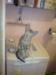 post-27784-0-65361000-1427186607_thumb.j