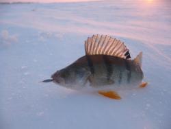 post-29871-0-32246100-1426945164_thumb.j