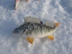 post-29871-0-32564700-1426945269_thumb.j