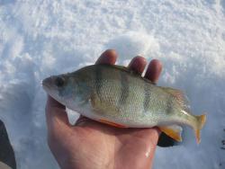 post-29871-0-36472100-1426945246_thumb.j