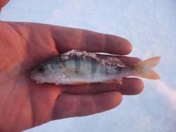 post-29871-0-88045400-1426945196_thumb.j