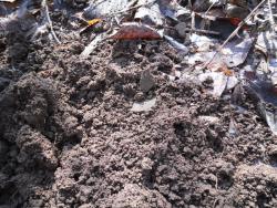 post-32874-0-20209300-1427313813_thumb.j