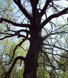 post-33553-0-14889800-1425686391_thumb.j