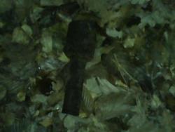 post-33553-0-71265700-1425688267_thumb.j