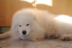 post-33570-0-28828200-1427310207_thumb.j