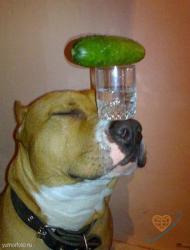 post-33628-0-35948200-1426490632_thumb.j