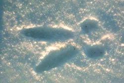 post-5773-0-75889000-1427645901_thumb.jp