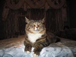 post-6368-0-03654900-1426930474_thumb.jp