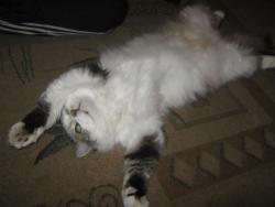 post-6368-0-21557800-1426975543_thumb.jp