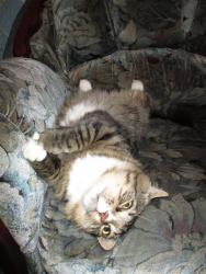 post-6368-0-23028600-1426930459_thumb.jp