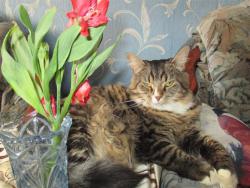 post-6368-0-28597400-1426931023_thumb.jp