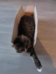 post-6368-0-41074000-1426930507_thumb.jp