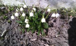 post-6368-0-42599100-1426695420_thumb.jp