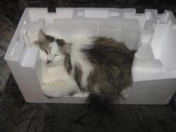 post-6368-0-45923100-1426975560_thumb.jp