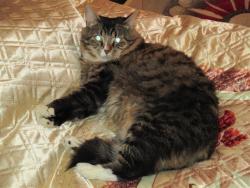 post-6368-0-51742700-1426930526_thumb.jp