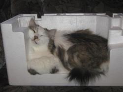 post-6368-0-60493200-1426975581_thumb.jp