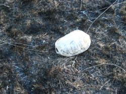 post-6890-0-58120600-1425658621_thumb.jp