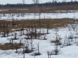 post-1668-0-67457300-1302451087_thumb.jp