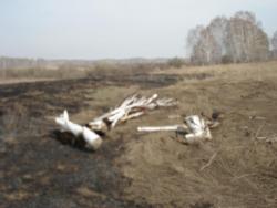 post-2079-0-13192000-1303487439_thumb.jp