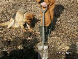 post-2293-0-73143200-1303049162_thumb.jp