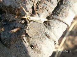 post-2293-0-75019700-1303049293_thumb.jp