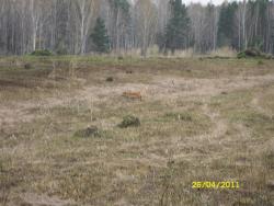 post-2898-0-58183900-1303816361_thumb.jp