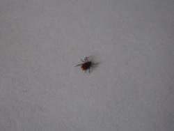 post-4398-0-38162200-1302793855_thumb.jp