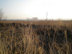 post-4632-0-82093300-1303049255_thumb.jp