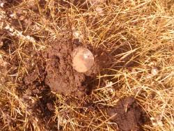 post-4989-0-29113700-1302364162_thumb.jp