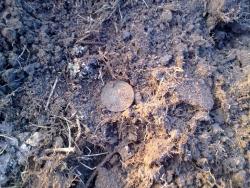 post-4989-0-44408200-1302280933_thumb.jp